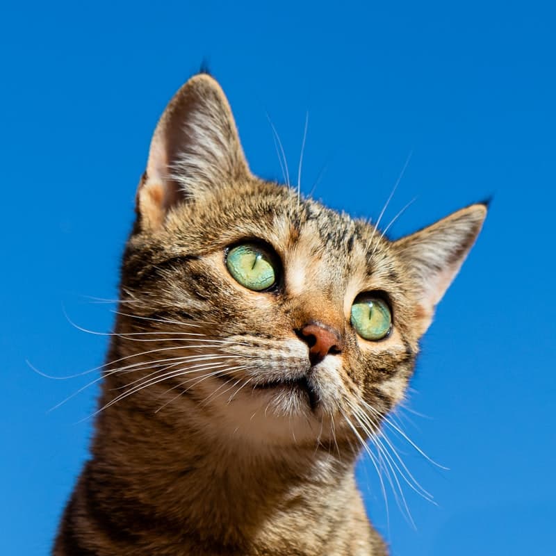 Gatito
