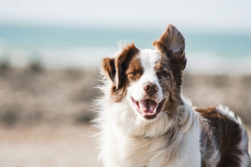 Perrito feliz